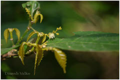 Mallotus stenanthus